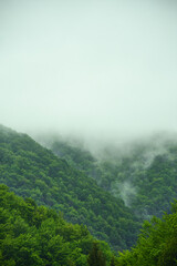 Breathing forest