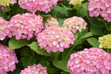 あじさい、アジサイ、紫陽花