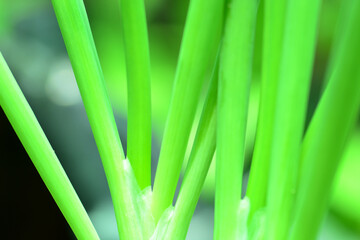 Obraz premium leaf grass macro.