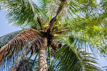 Beautiful Coconut palm tree, full of coconuts in  golaghat, assam
