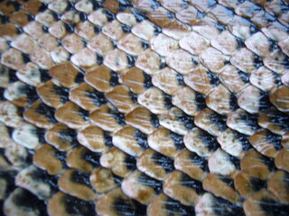 Genuine exotic python snake skin. Skin texture.