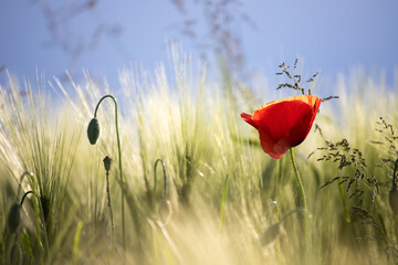 Poppy flowers in the sun.