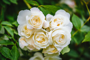 Beautiful white roses plant / bush. Blooming white roses.