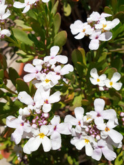 White flowers of Iberis semperflorens on the bush. Vertical photo.