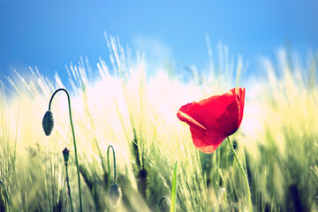 Obraz premium Poppy flowers in the sun.