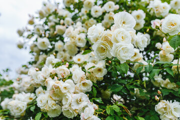 Obraz na płótnie Canvas Beautiful white roses plant / bush. Blooming white roses.