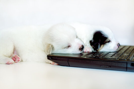 Business dog smart searching stock market online check his account with smile. Cute three puppy pooch sleeping at a computer. Online consultation, distance learning, work on the Internet.