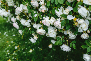Beautiful white roses plant / bush. Blooming white roses.