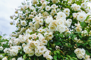 Beautiful white roses plant / bush. Blooming white roses.