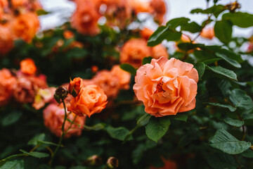 Beautiful orange rose bush close up. Blooming roses close up photo.