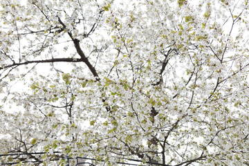 Branches of blooming cherry. Beautiful spring background