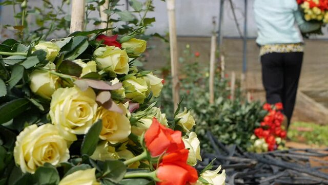 Greenhouse roses growing in small business gardening
