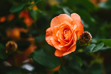 Beautiful orange rose bush close up. Blooming roses close up photo.