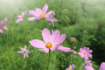 Fototapeta premium Many pink cosmos flowers In a green meadow with soft light,flower background,nature flame