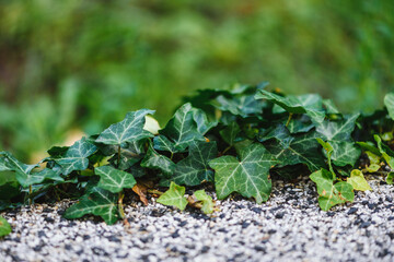 Ivy (Hedera) plant close up and a blurred background