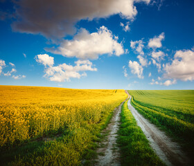 Gorgeous summer meadow with yellow rapeseed on a sunny day.