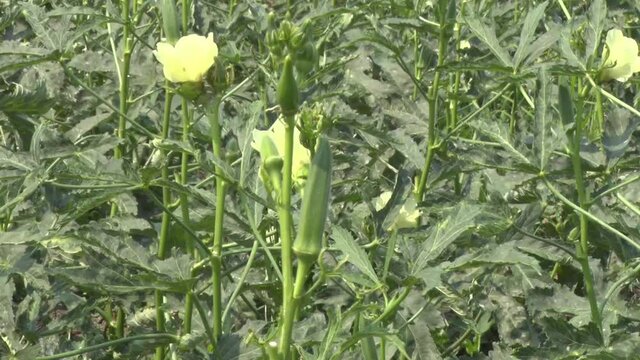 green okra and flower in cultivated land