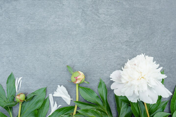 Blooming peony flower on gray flat lay background with copy space.