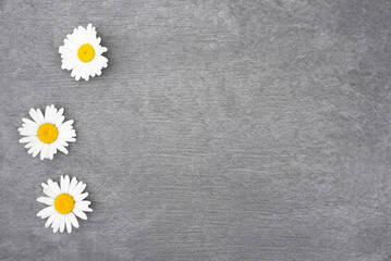 Chamomile flowers blooming head on the gray background with copy space.