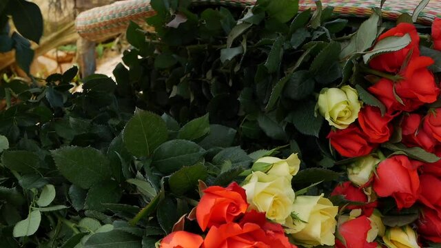 Farmer stacks freshly cut roses to send for sale. Greenhouse roses growing in small business gardening