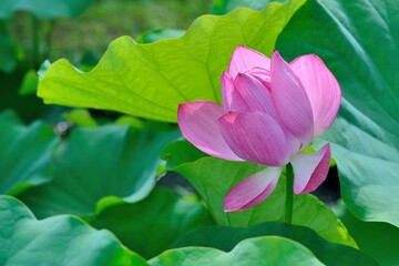 Pink water lily flower (lotus) background