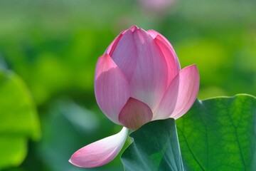 Fototapeta premium Pink water lily flower (lotus) background
