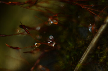 Naklejka premium Drops of dew on the green grass. Raindrops on green leaves. Water drops. Macro photo
