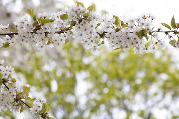 Branches of blooming cherry. Beautiful spring background