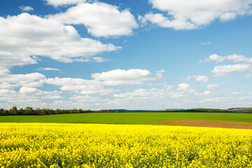 Obraz premium Bright yellow canola field and and fluffy white clouds on a sunny day. Agrarian industry.
