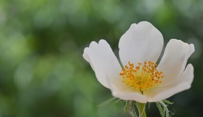 Obraz na płótnie Canvas white and yellow flower,dogrose flower.