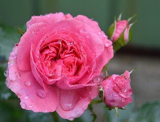 pink rose background on bokeh light.