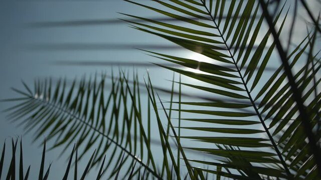 Palmenbl&auml;tter in der Sonne 03