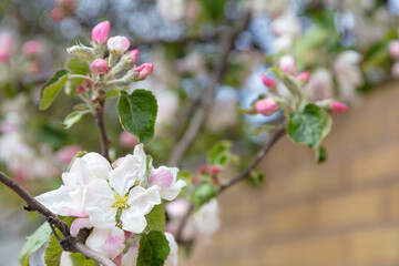 Flowers of apple tree on a blurry background of a fence. Beautiful spring background