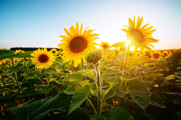 Summer scene with bright yellow sunflowers on a sunny day. Location place of Ukraine, Europe.