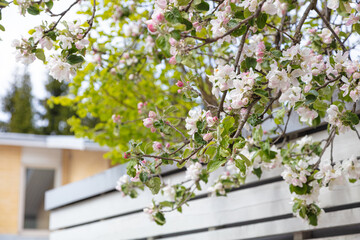 Flowers of apple tree on a blurry background of a fence. Beautiful spring background