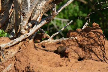 Group of mungos in front of their holes in the red soil close to a tree in Kenya.