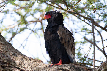 Black big bird with red bill in Kenya.