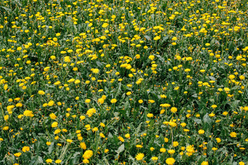 Spring field with dandelions on bright sunny day