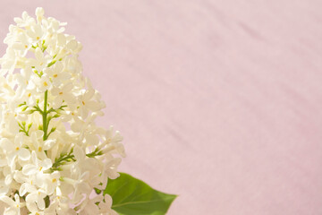 Fresh branch of white lilac on pastel pink background. Soft light color. Greeting card. Mockup for positive ideas. Empty place for inspirational, sentimental text or quote.
