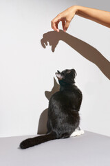 Black and white cat stand. hand frighten pet. Hard shadow at wall. Grey background, Animal clinic banner. Pretty funny kitten