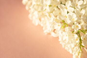 Fresh branch of white lilac on pastel pink background. Soft light color. Greeting card. Mockup for...