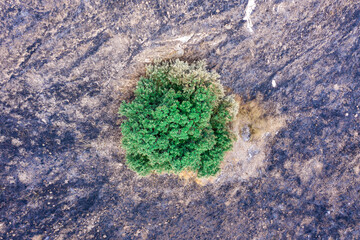 Single Green Tree on a post Forest fire scorched land, Aerial view.