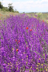Obraz premium Lavender Field in the summer. blooming fields.