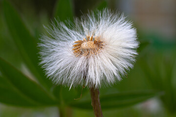 the head of a coltsfoot with ripe seeds