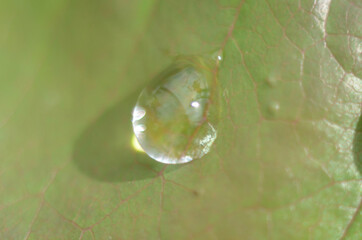 Drops of dew on the green grass. Raindrops on green leaves. Water drops. Macro photo