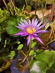 Purple lotus flowers in the pool in the garden