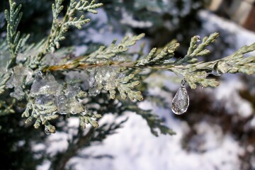 Thuja standishii tree in winter. Close-up on Thuja tree branch covered with ice and snow. Water droplets, snow and icycles. Garden covered with snow in background. Forest nursery in winter.