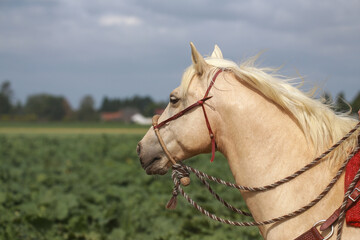 Horse Western Palomino from the side Photographed in the detail of the head and neck line, The...