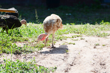 Obraz premium The turkeys are looking for food to eat. 