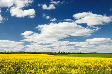 Yellow canola field and and fluffy white clouds on a sunny day. Picturesque rural area in springtime.